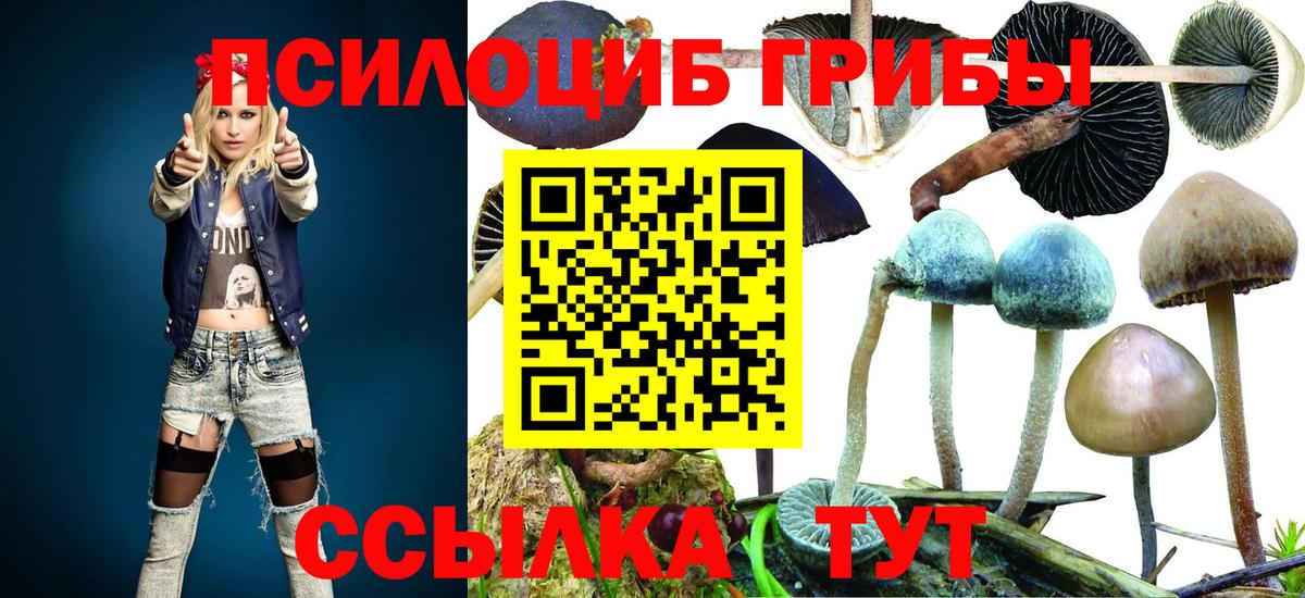 Псилоцибиновые грибы прущие грибы Ростов Великий